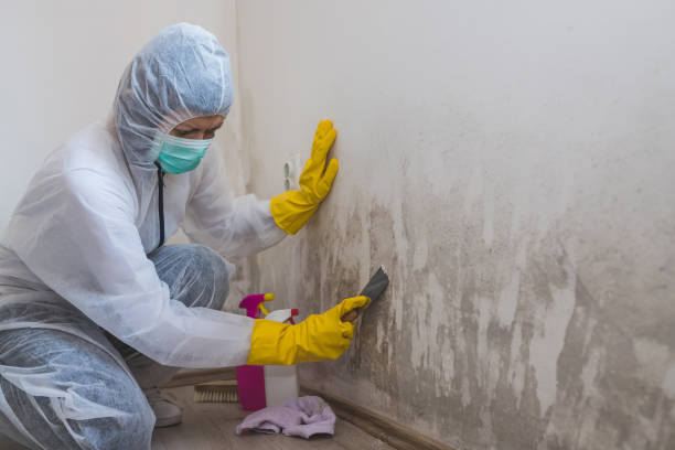 Asbestos and Lead Testing During Mold Inspection in Jasper, FL