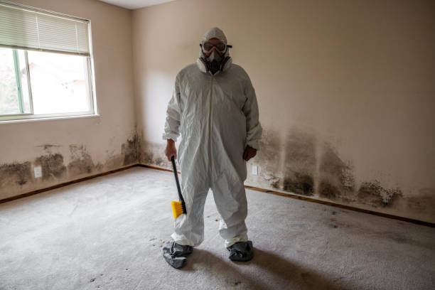 Trusted Jasper, FL Mold Removal Experts